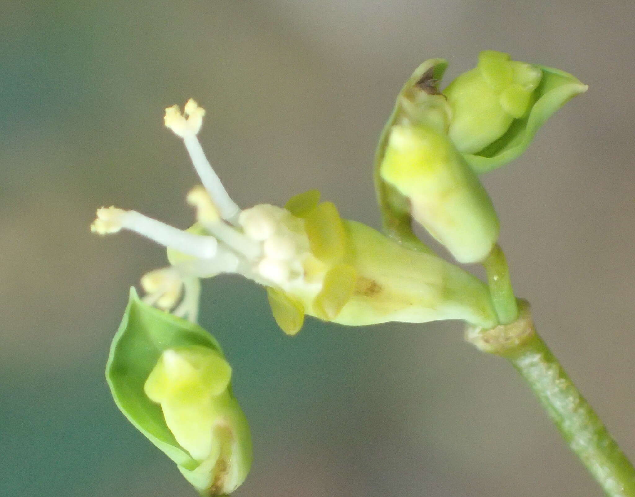 Image of Euphorbia kraussiana Bernh. ex C. Krauss