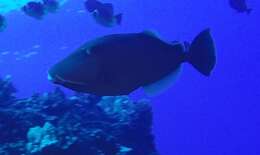 Image of Bridle Triggerfish