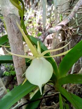 Image de Angraecum praestans Schltr.