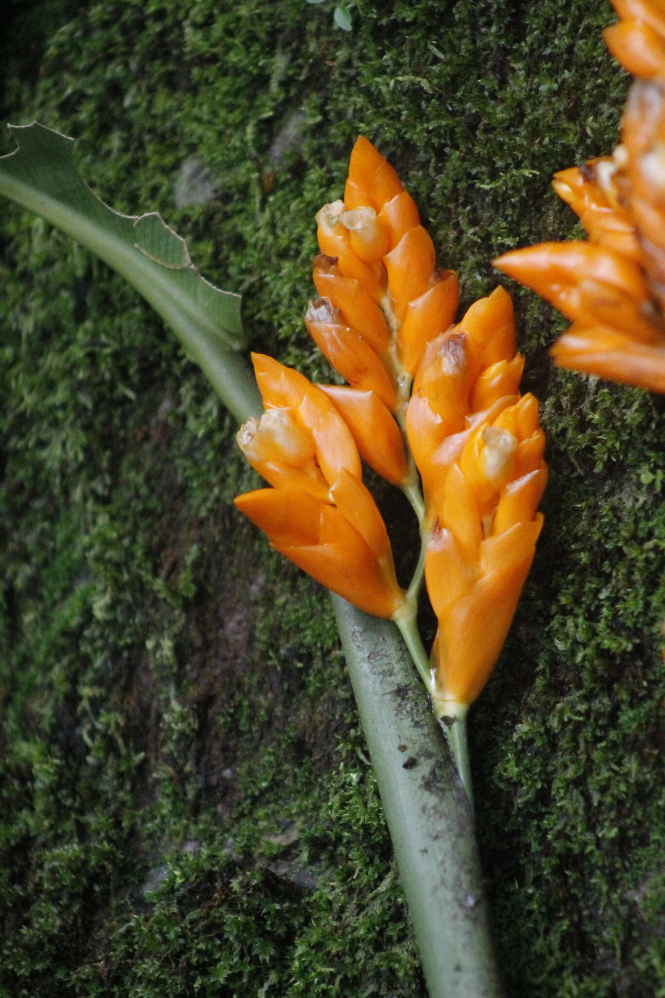 Image of Stromanthe jacquinii (Roem. & Schult.) H. Kenn. & Nicolson