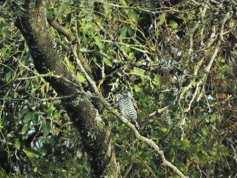 Image of White-barred Piculet