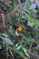 Image de Aristolochia cucurbitifolia Hayata