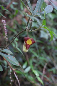 Image de Aristolochia cucurbitifolia Hayata