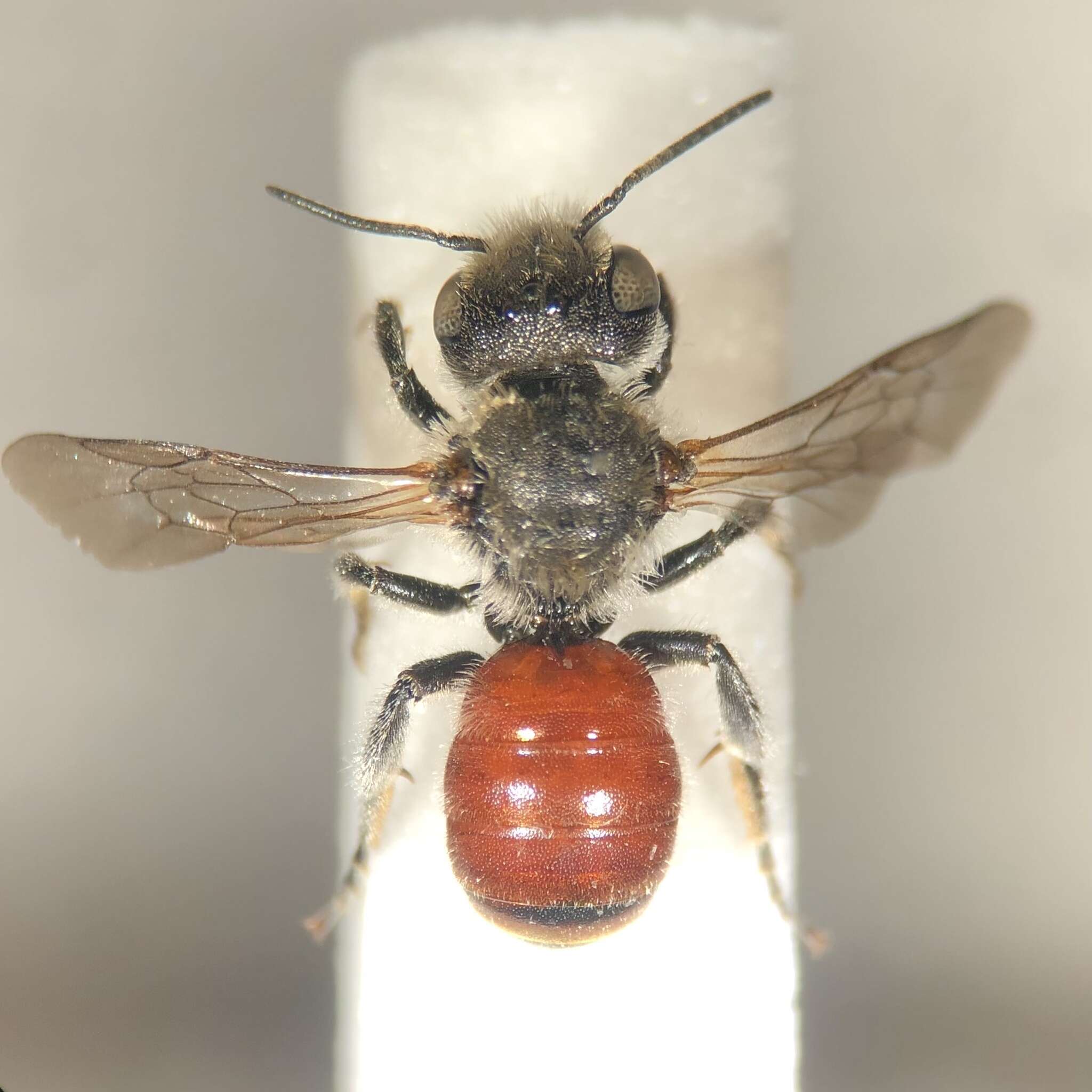 Image of Osmia andrenoides Spinola 1808