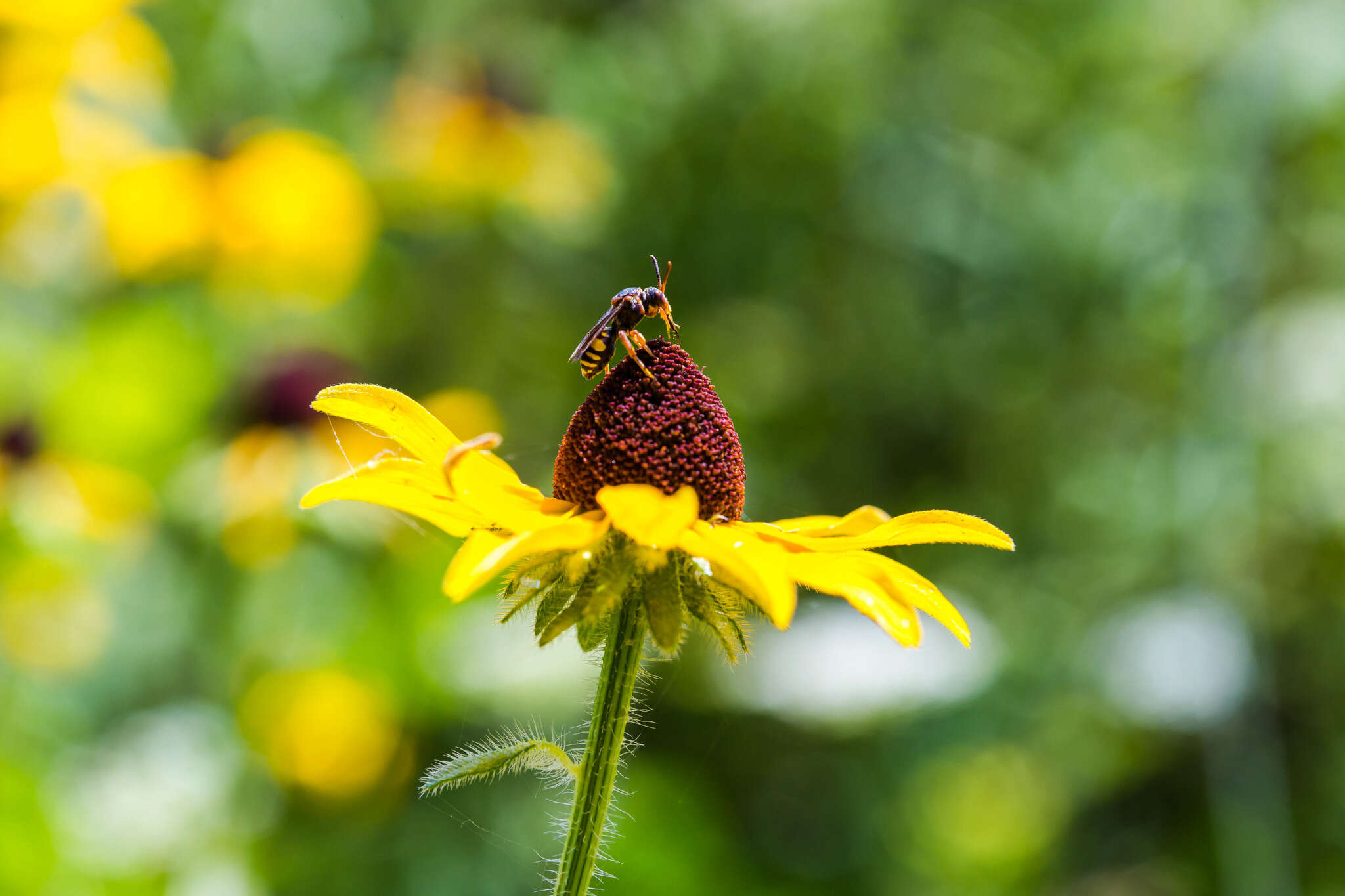 Image of Nomada erigeronis Robertson 1897