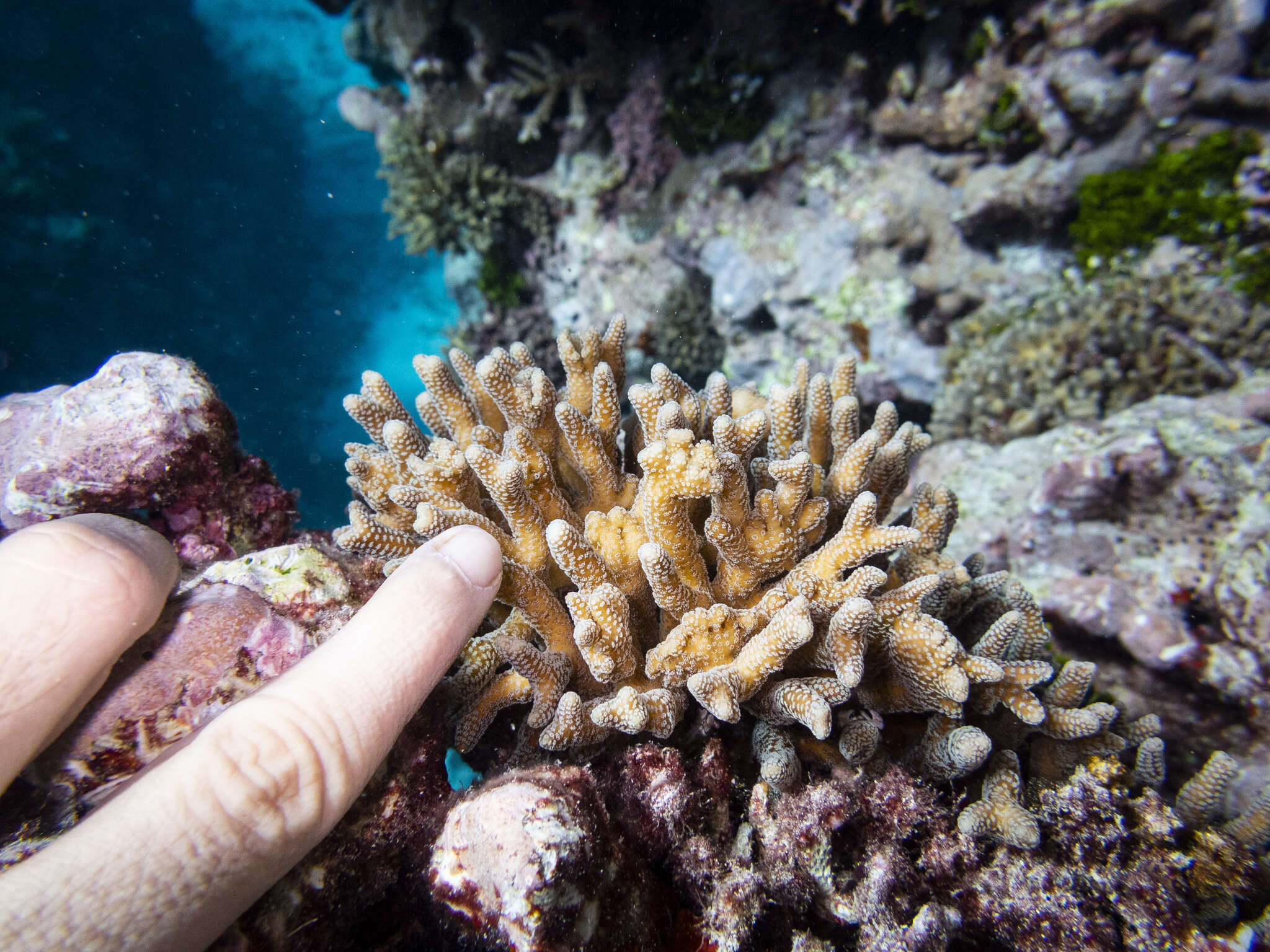 Image of bush coral