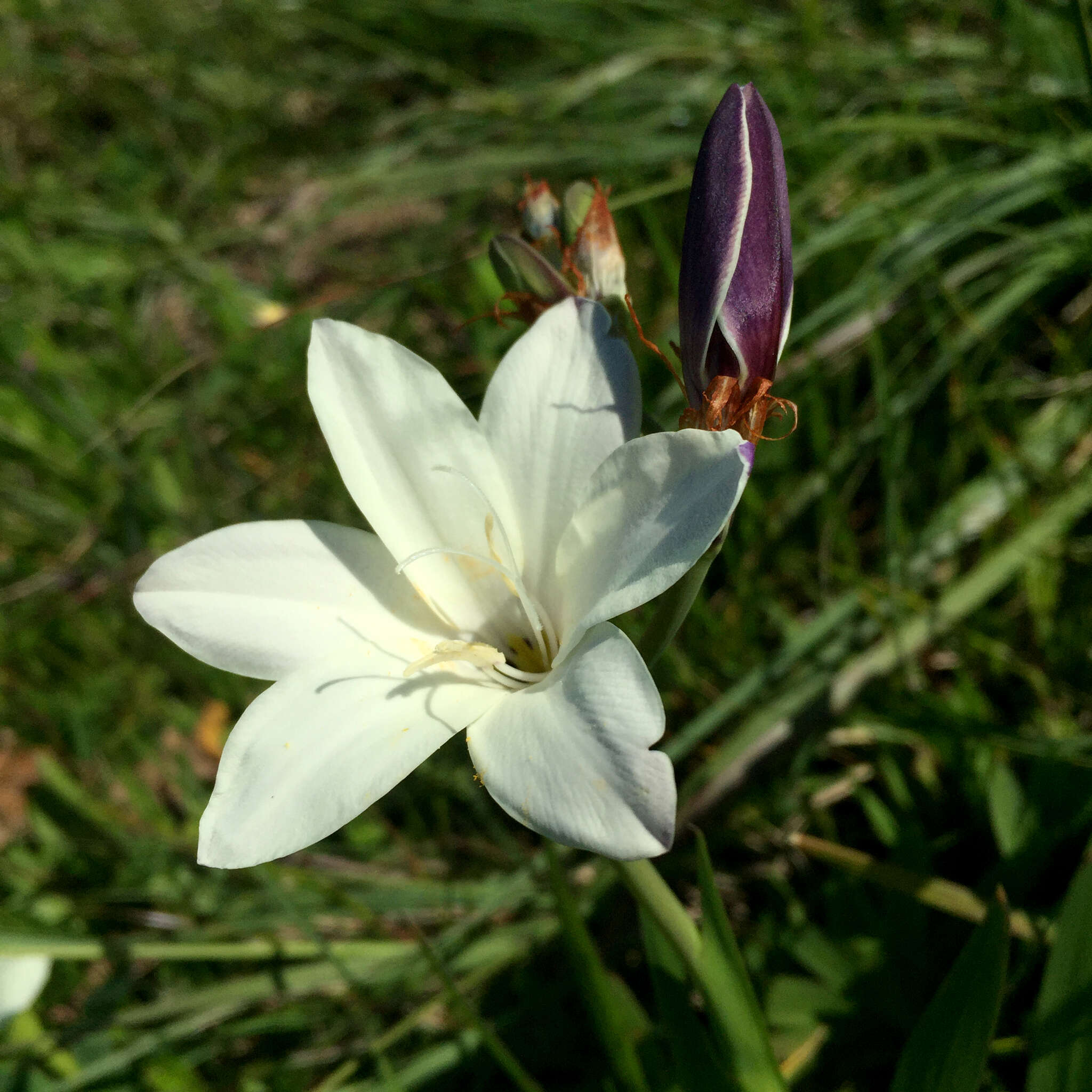 Image of Sparaxis grandiflora subsp. fimbriata (Lam.) Goldblatt