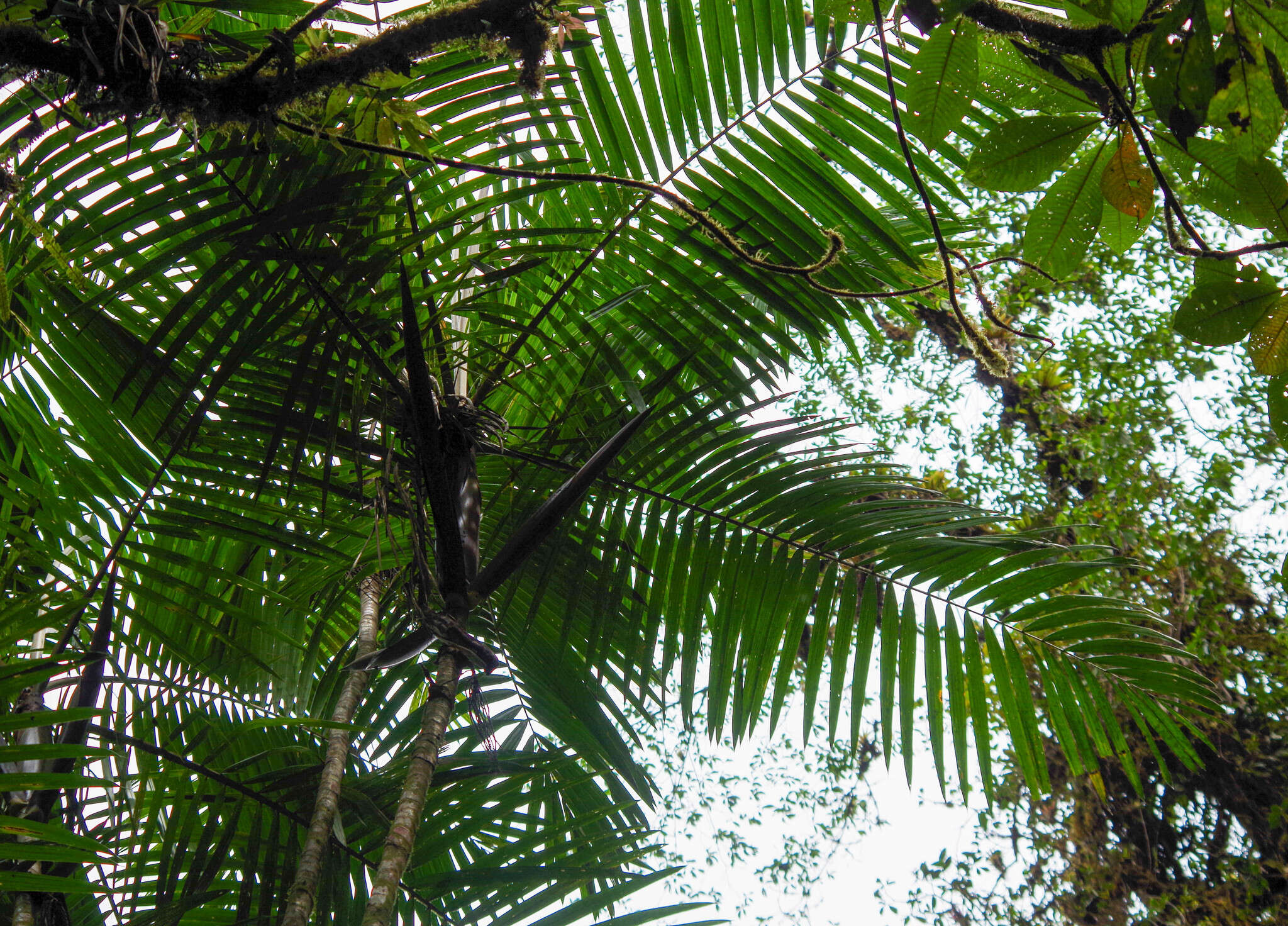 Image of Sierran palm