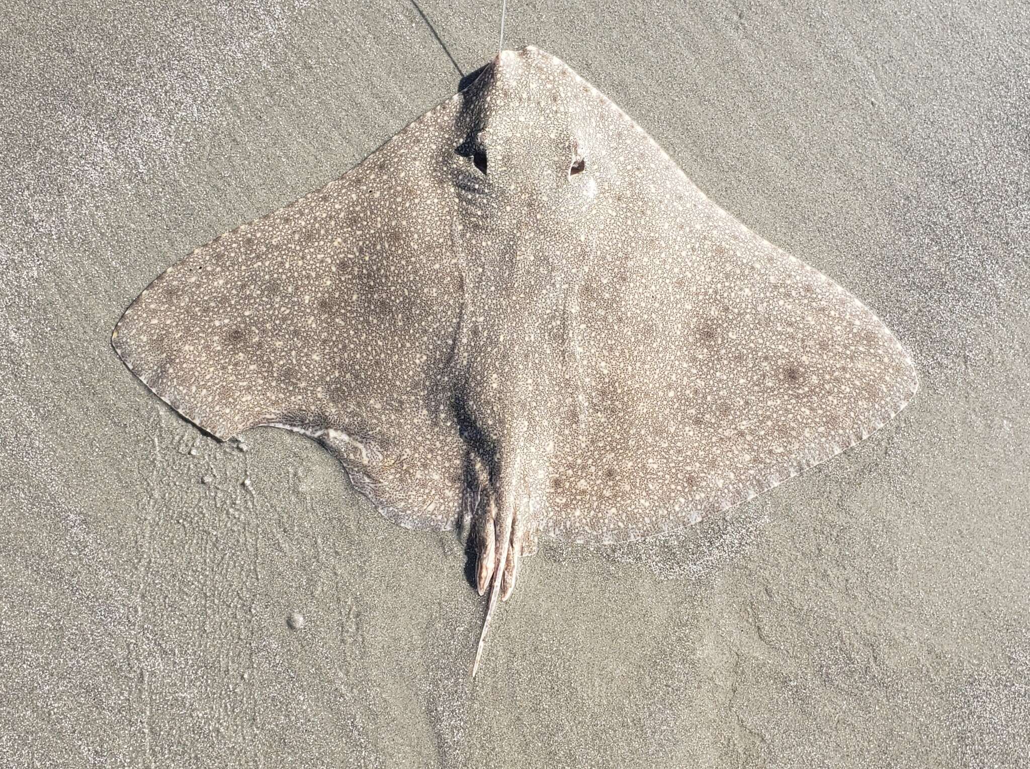 Image of Gymnura lessae Yokota & Carvalho 2017