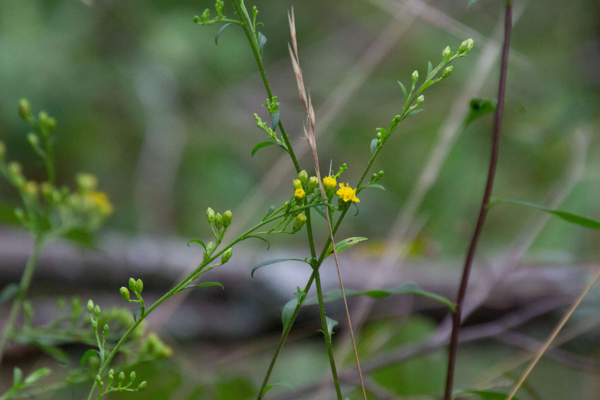 Image of Atlantic goldenrod