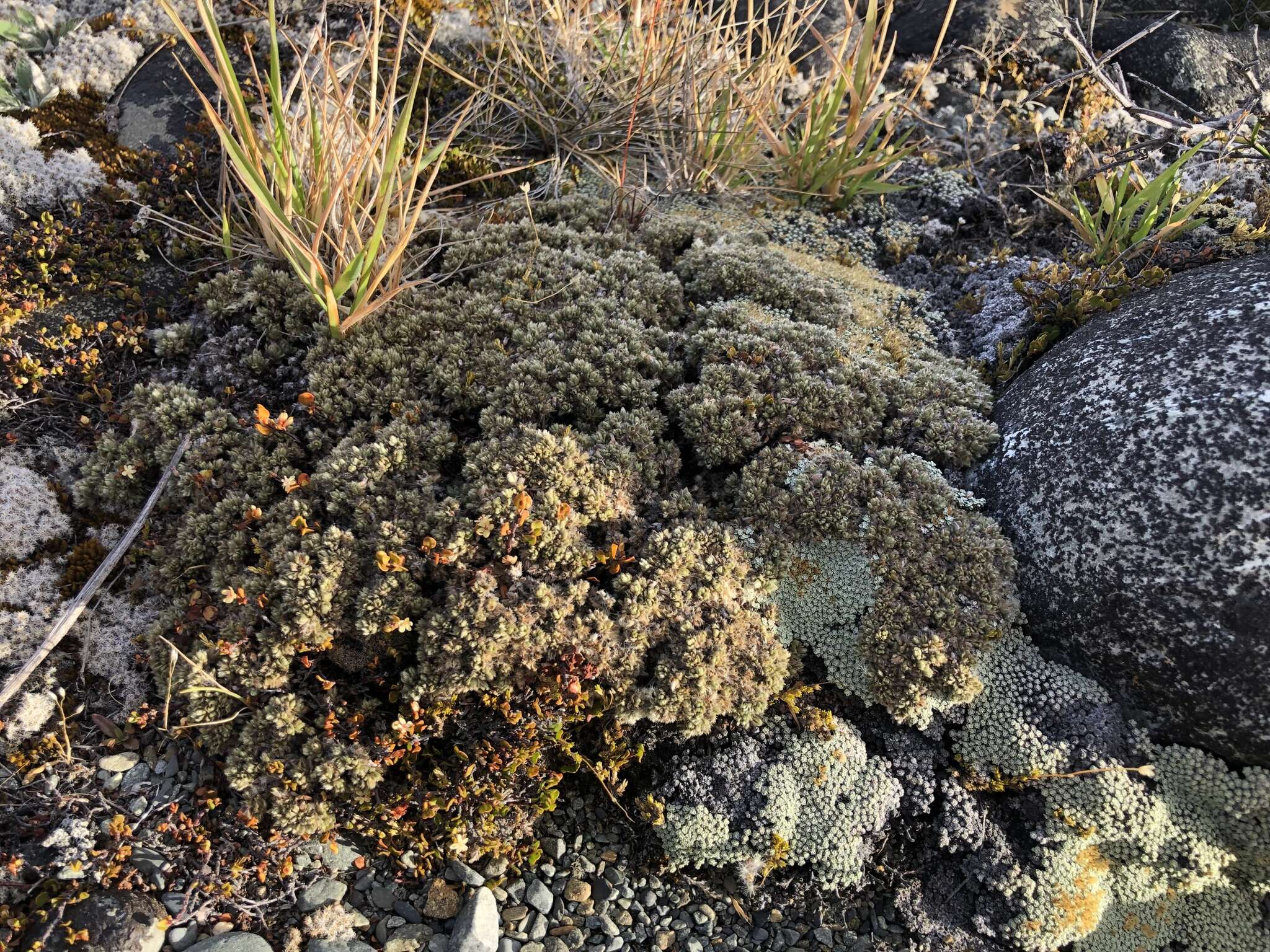 صورة Pimelea sericeovillosa subsp. pulvinaris (C. J. Burrows) C. J. Burrows