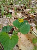 Image of downy yellow violet