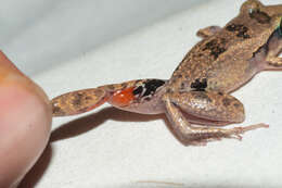 صورة Eleutherodactylus atkinsi Dunn 1925