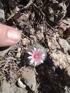 Sivun Turbinicarpus saueri subsp. knuthianus (Boed.) Lüthy kuva