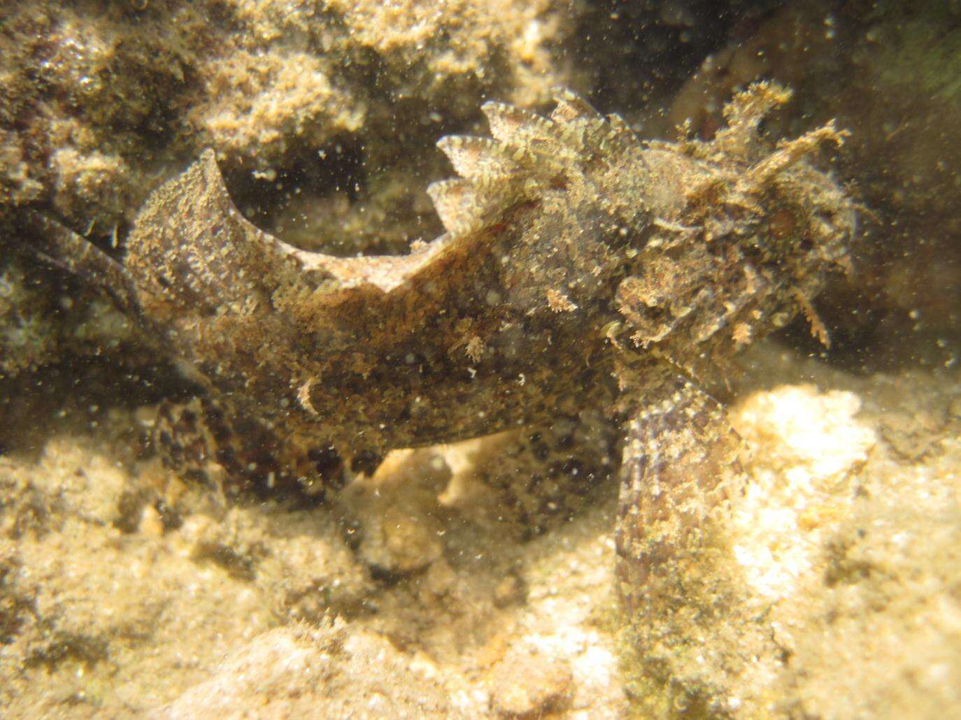 Image of Mozambique scorpionfish