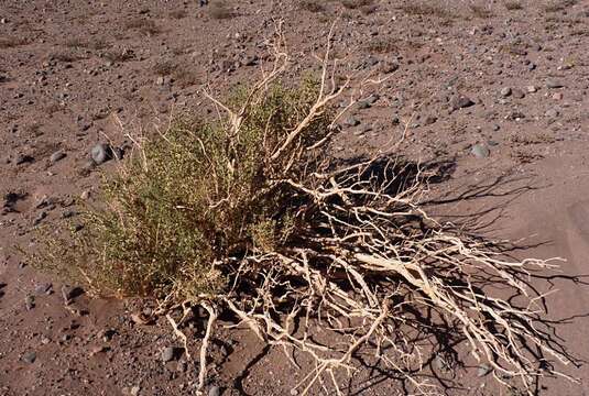 Image of Aloysia deserticola (Phil.) Lu-Irving & N. O'Leary