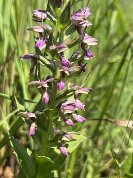 Image de Brachycorythis ovata Lindl.