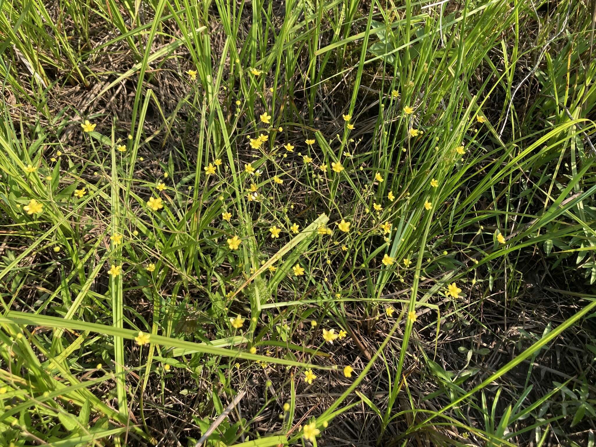 Sivun Ranunculus laxicaulis (Torr. & Gray) Darby kuva