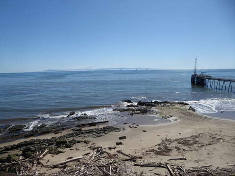 Image of Pacific harbor seal