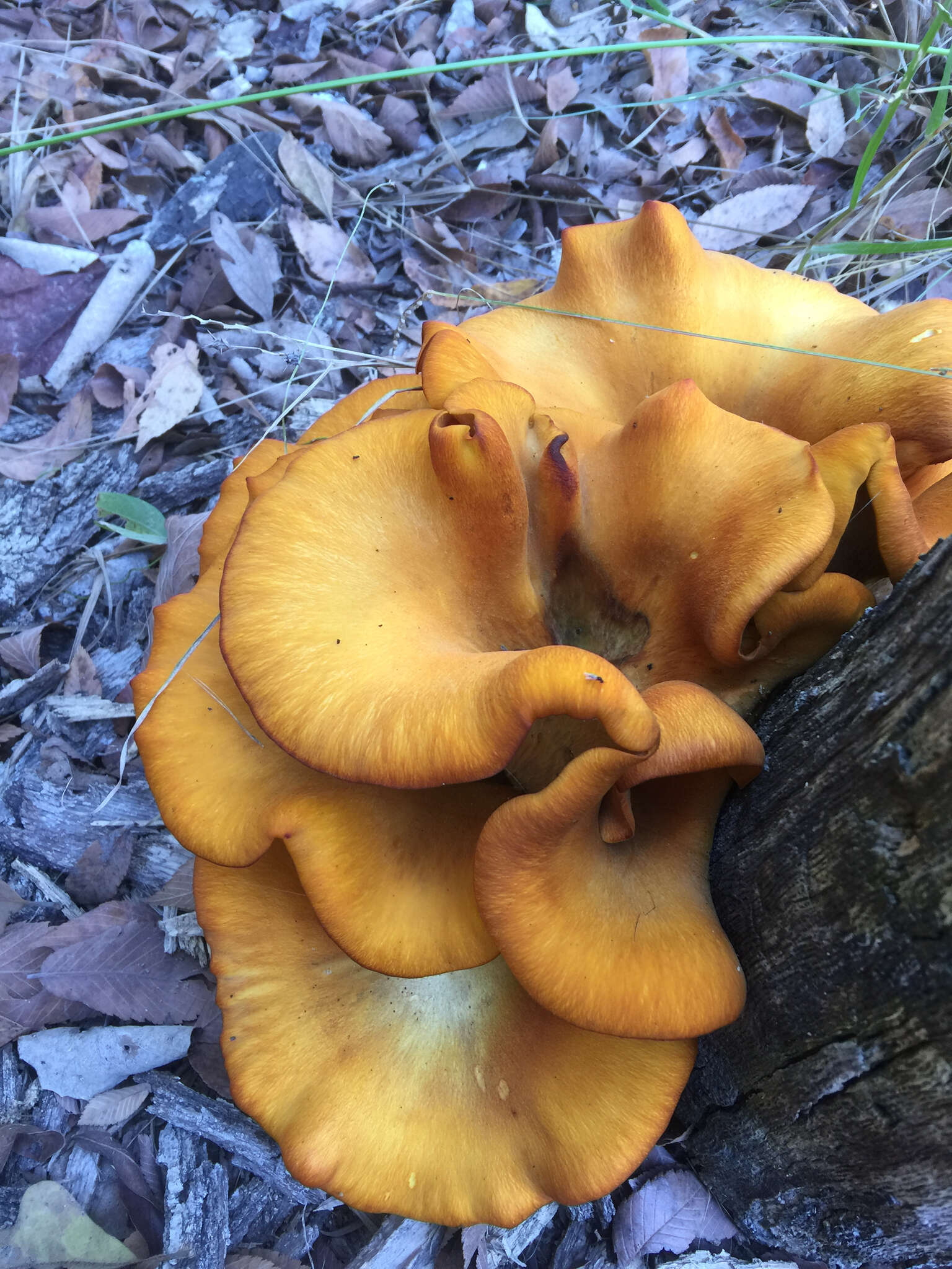 Plancia ëd Omphalotus subilludens (Murrill) H. E. Bigelow 1982