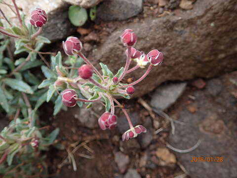 Image of Zaluzianskya pulvinata Killick