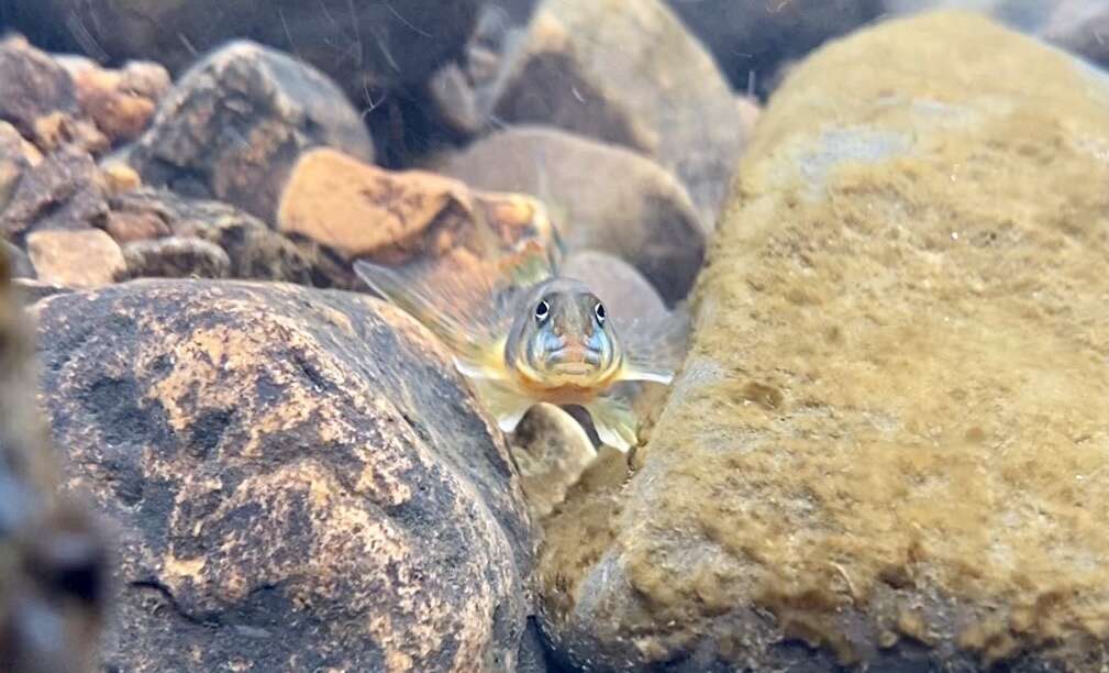 Image of Finescale Saddled Darter