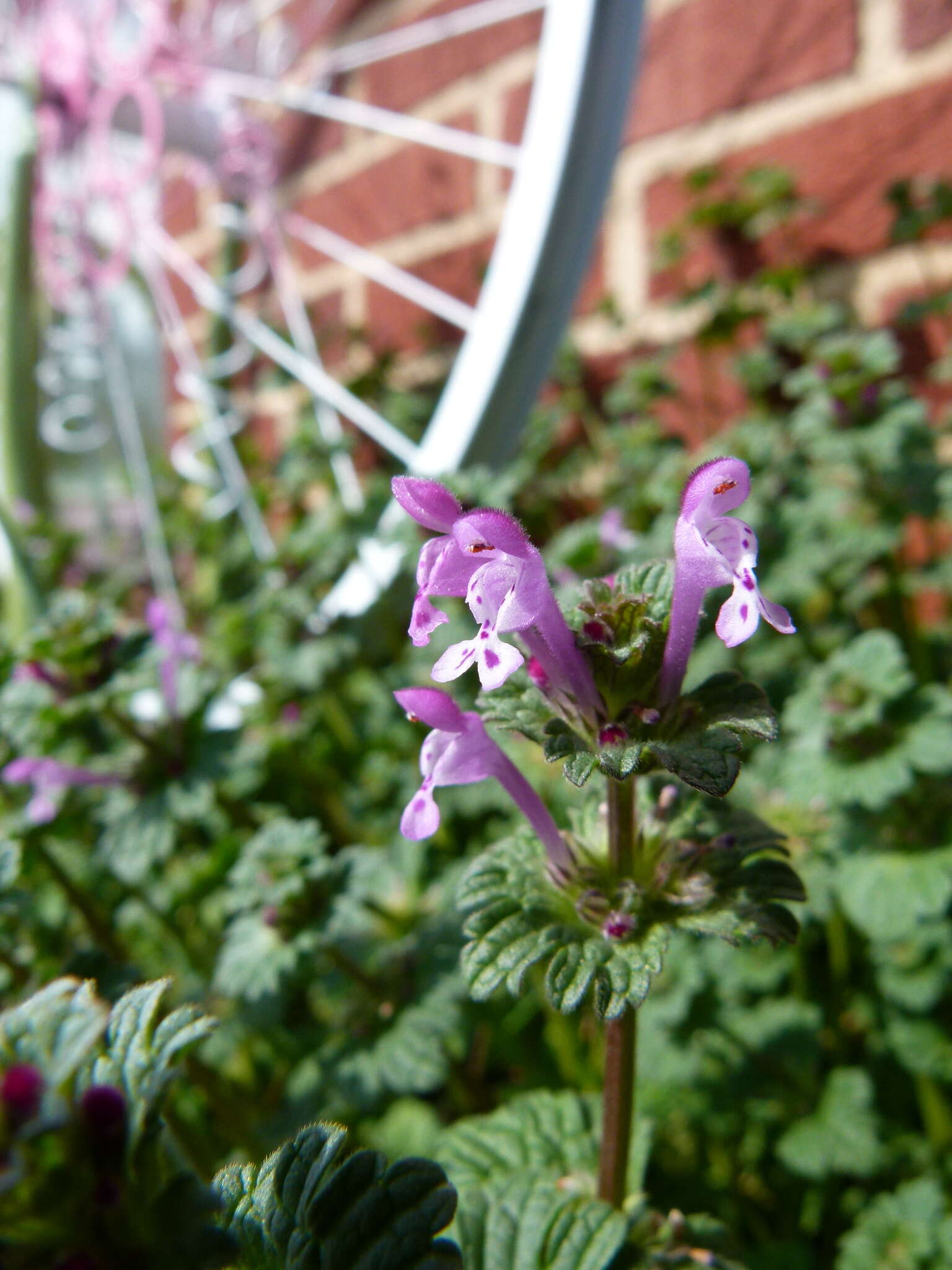 Image of common henbit