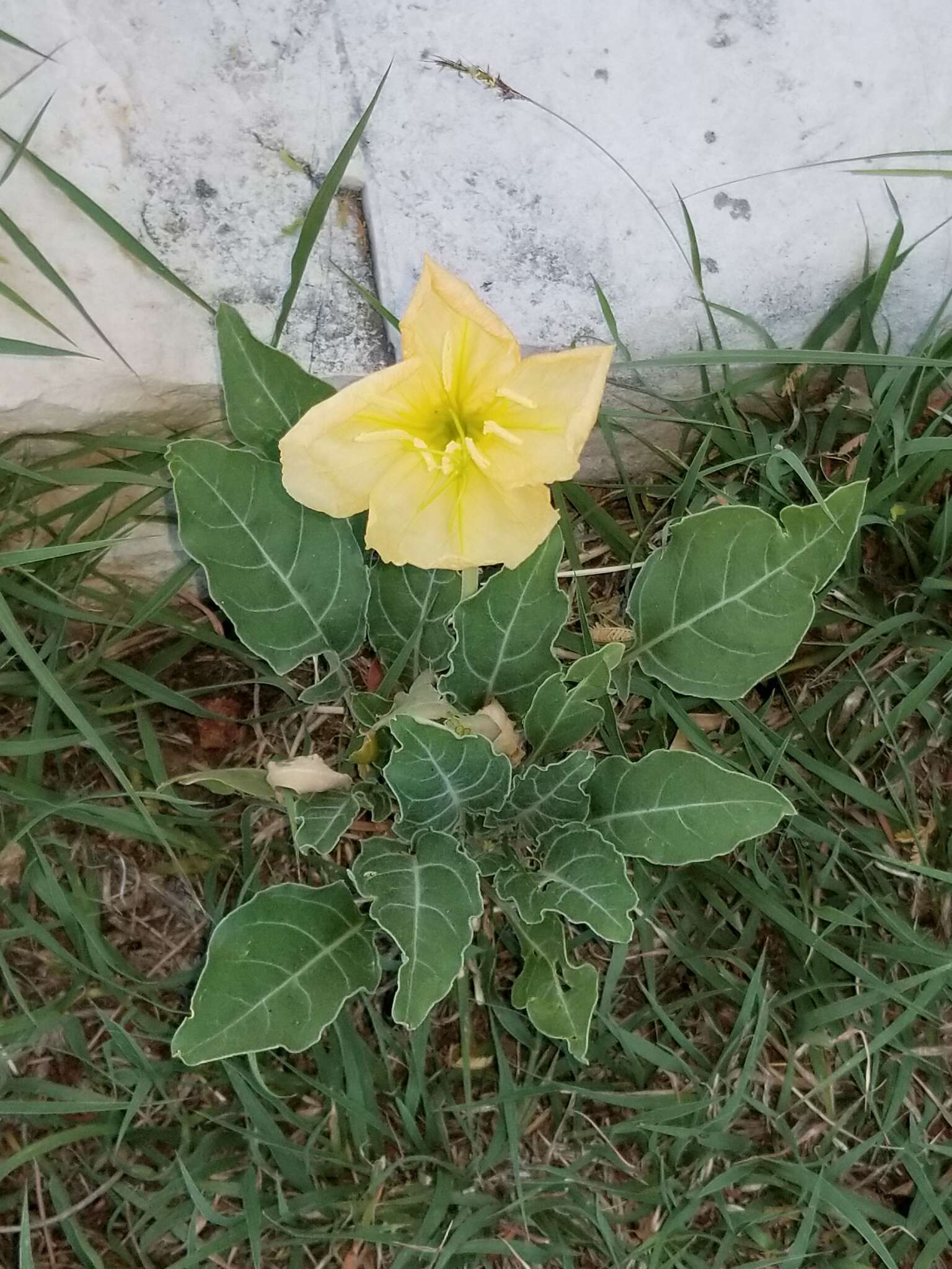 Plancia ëd Oenothera brachycarpa A. Gray