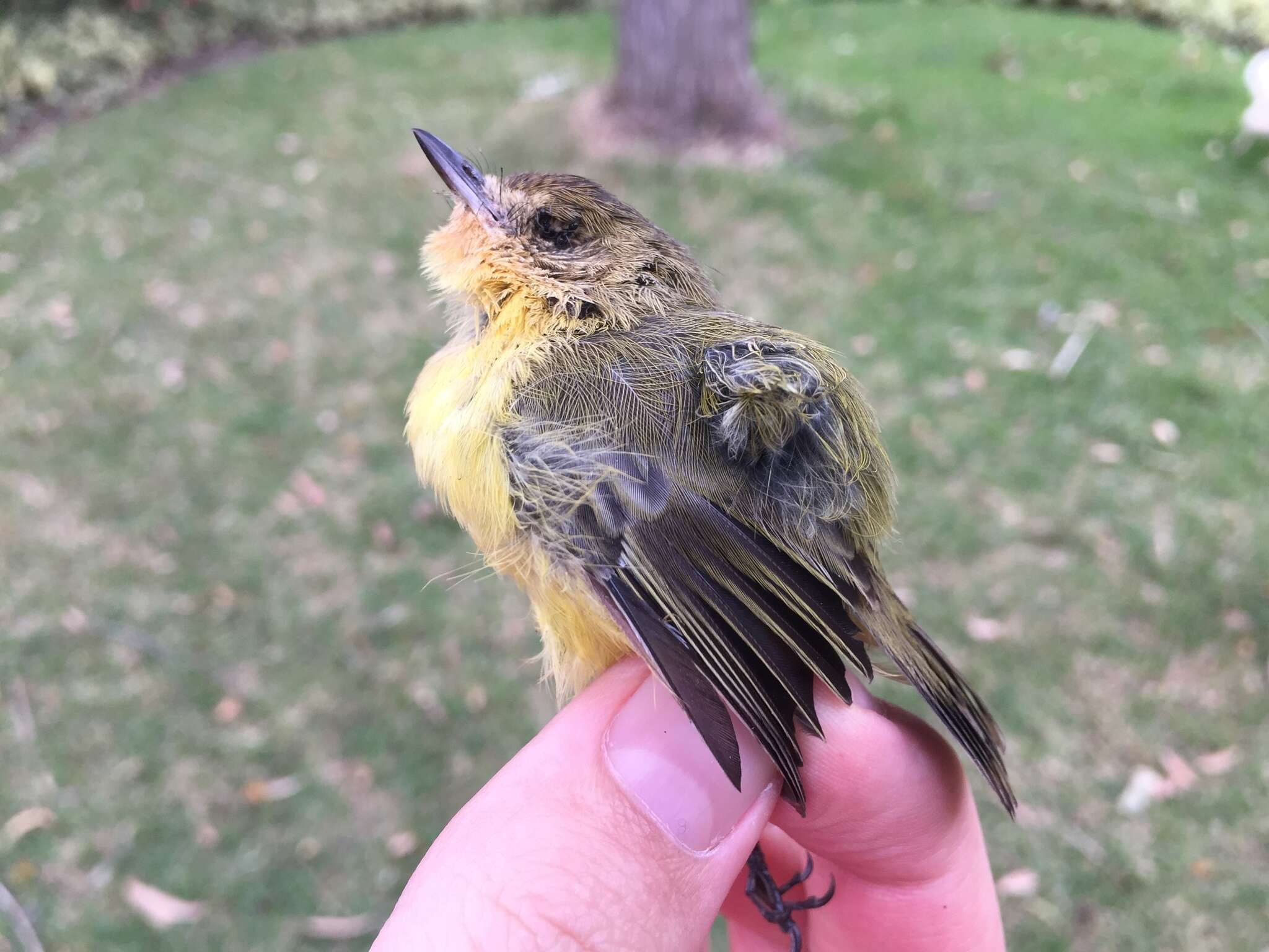 Image of Yellow Thornbill