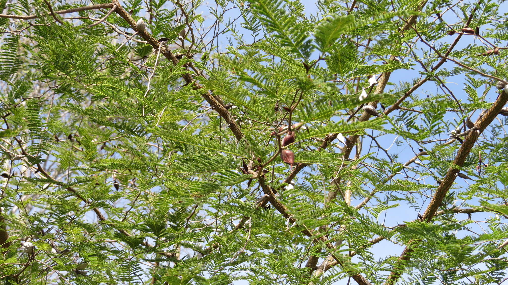 Image of Vachellia campeachiana (Mill.) Seigler & Ebinger