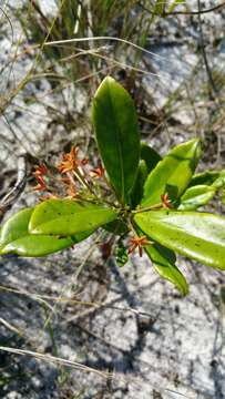 Image of Danais volubilis Baker