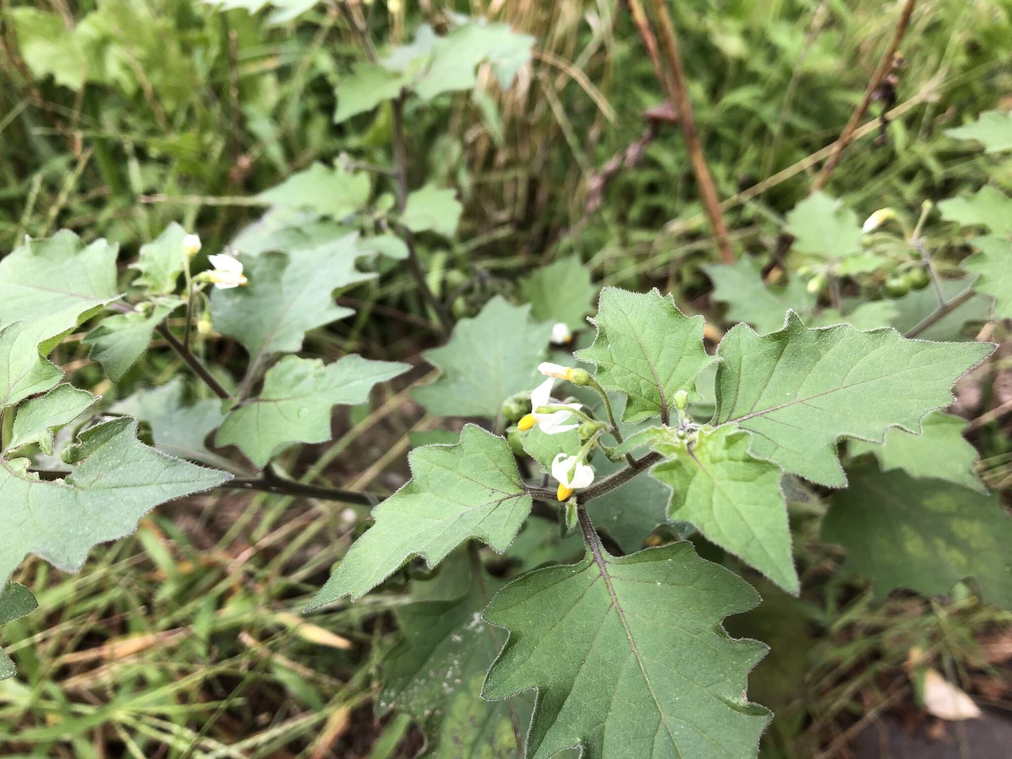 Solanum decipiens Opiz的圖片