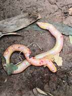 Image of Aqua Ize Caecilian