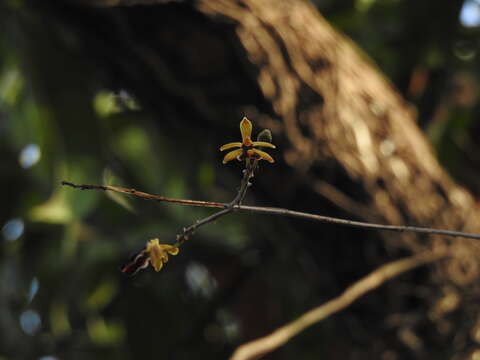 Image of Cottonia peduncularis (Lindl.) Rchb. fil.