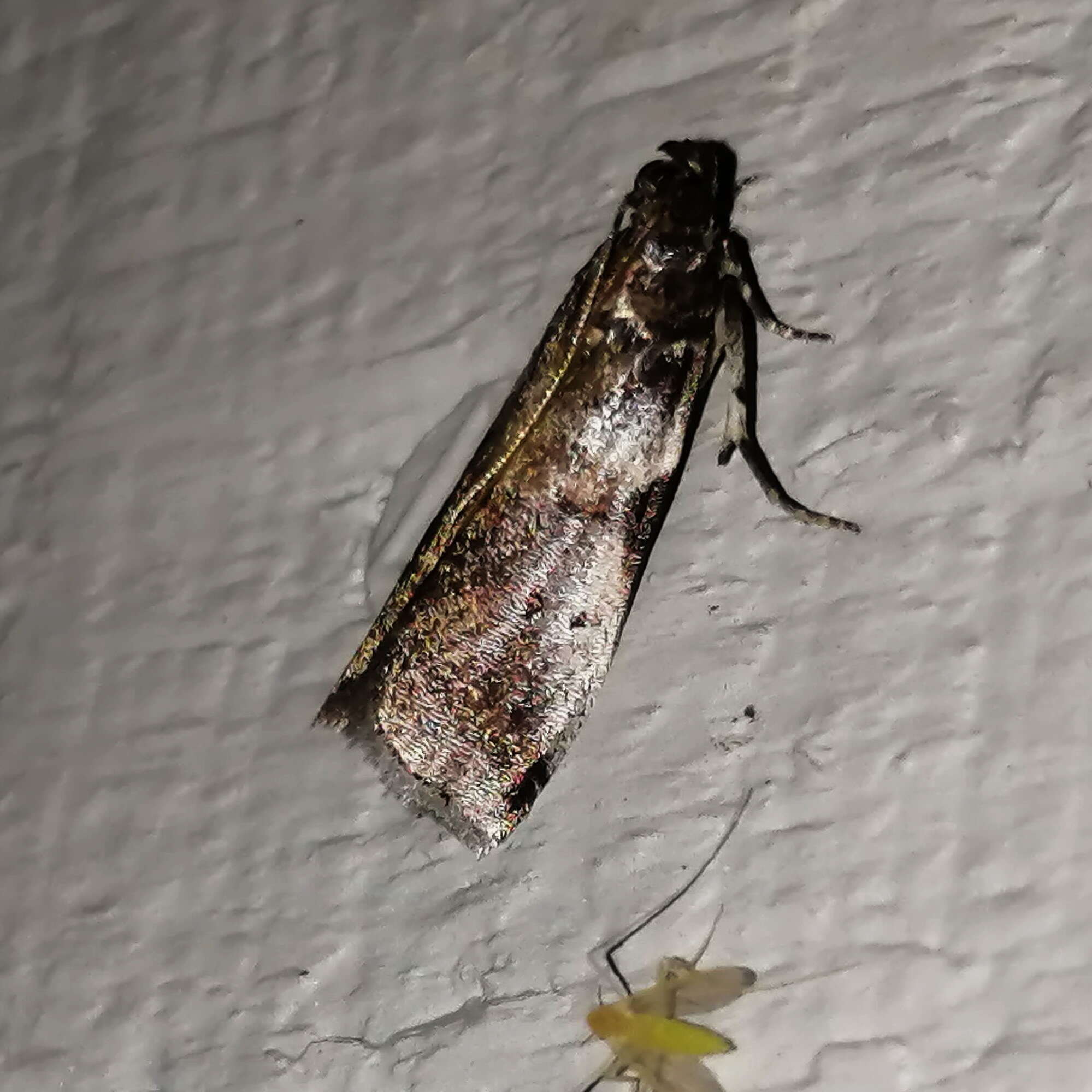 Image of Acrobasis comptella Ragonot 1887