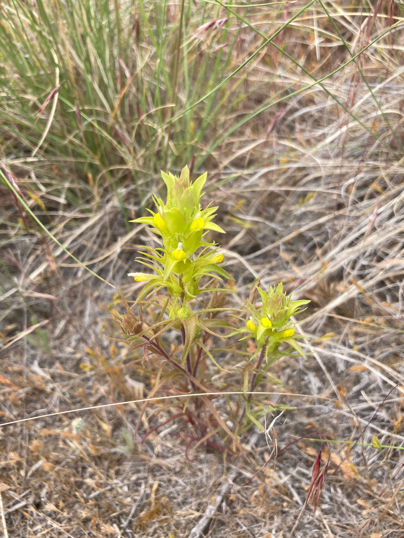 Plancia ëd Orthocarpus barbatus J. S. Cotton