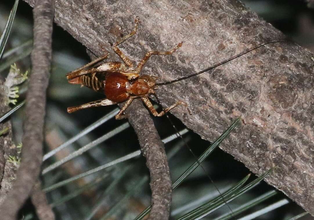 Imagem de Phymonotus jacintotopos Lightfoot, Weissman & Ueshima 2011