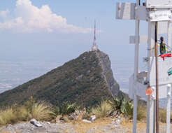 Image de Agave ovatifolia G. D. Starr & Villarreal