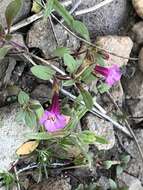 Image of Torrey's monkeyflower