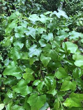 Image of American Melonleaf