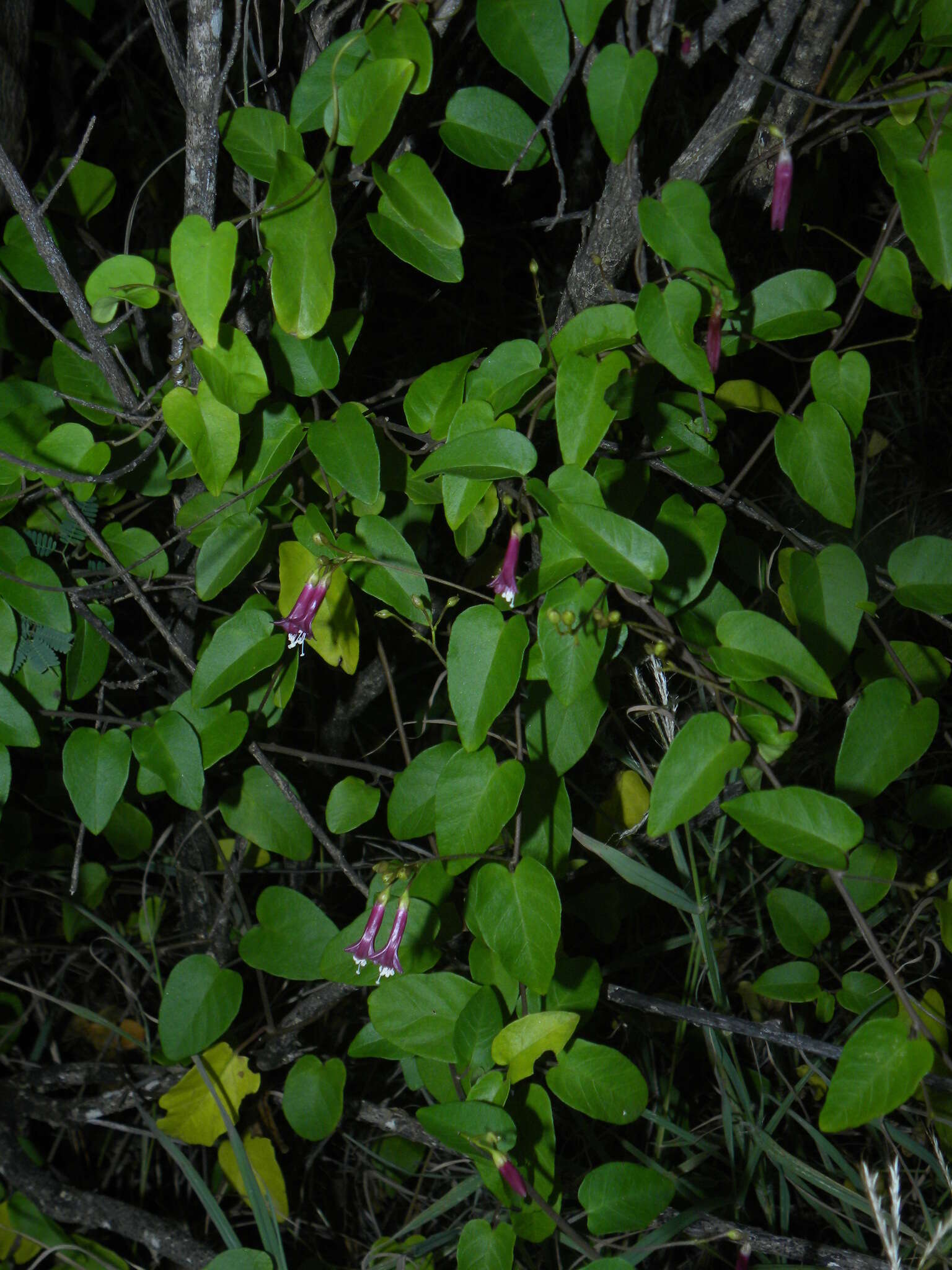 Sivun Jacquemontia solanifolia (L.) Hall. fil. kuva