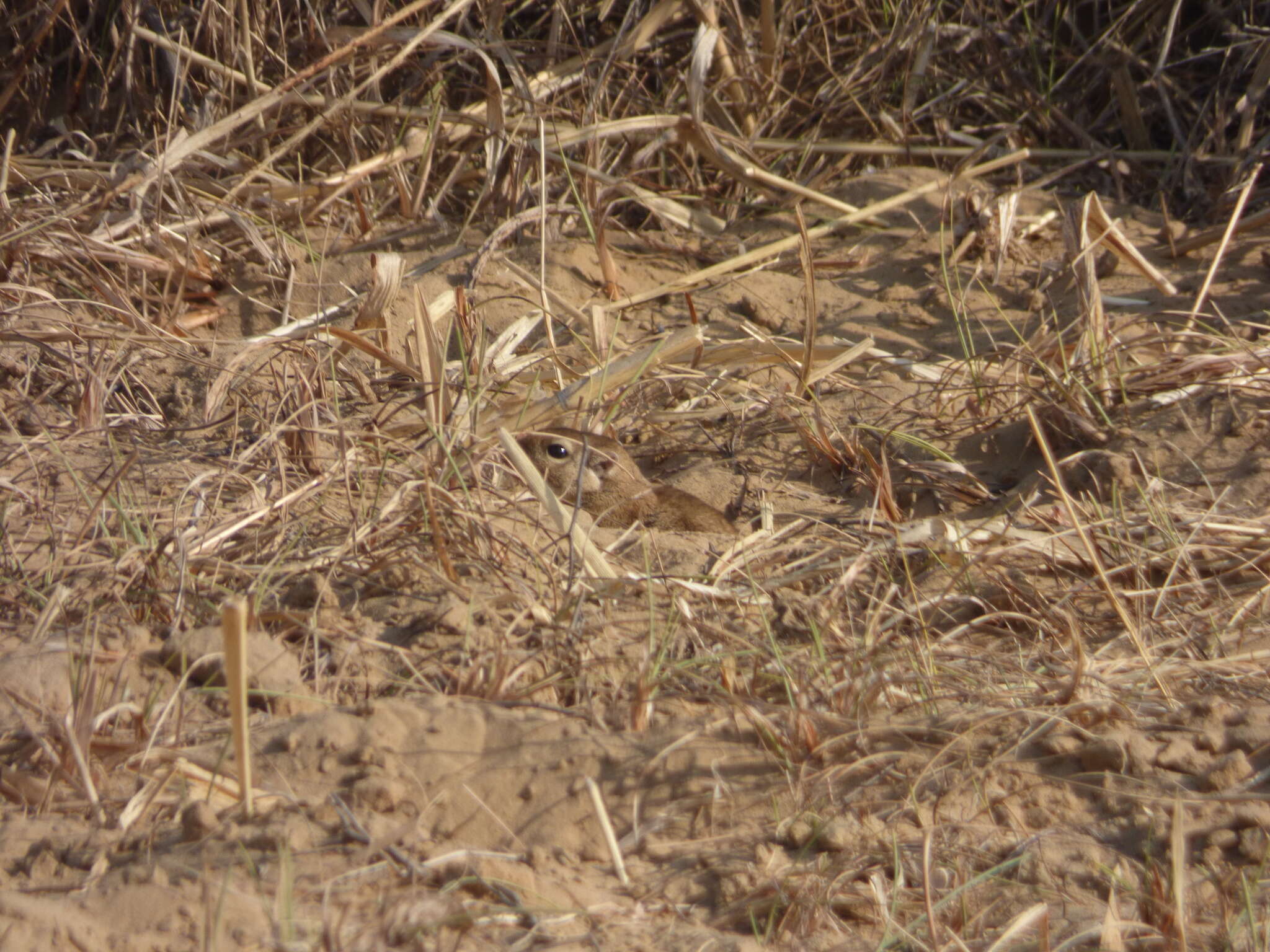 Image of Indian Desert Gerbil