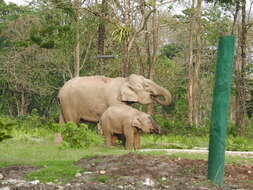Image of Indian elephant