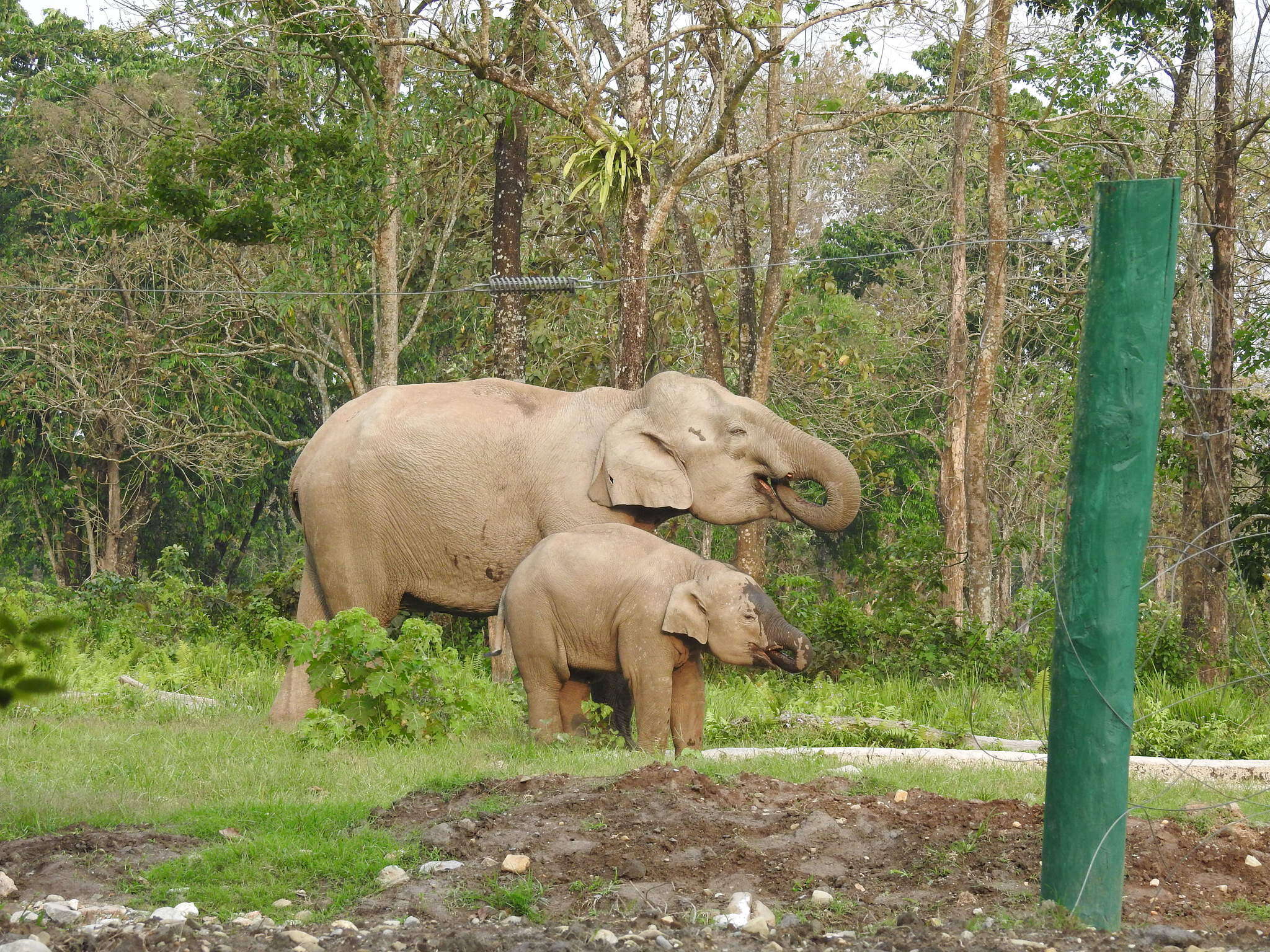 Image de Elephas maximus indicus Cuvier 1798