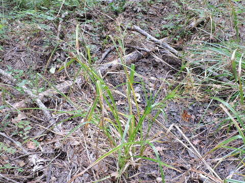 Image of Short-Bristle Horned Beak Sedge