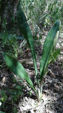 Imagem de Sansevieria hyacinthoides (L.) Druce