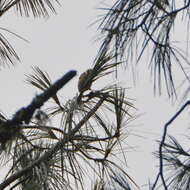 Image of Chestnut-sided Shrike-Vireo