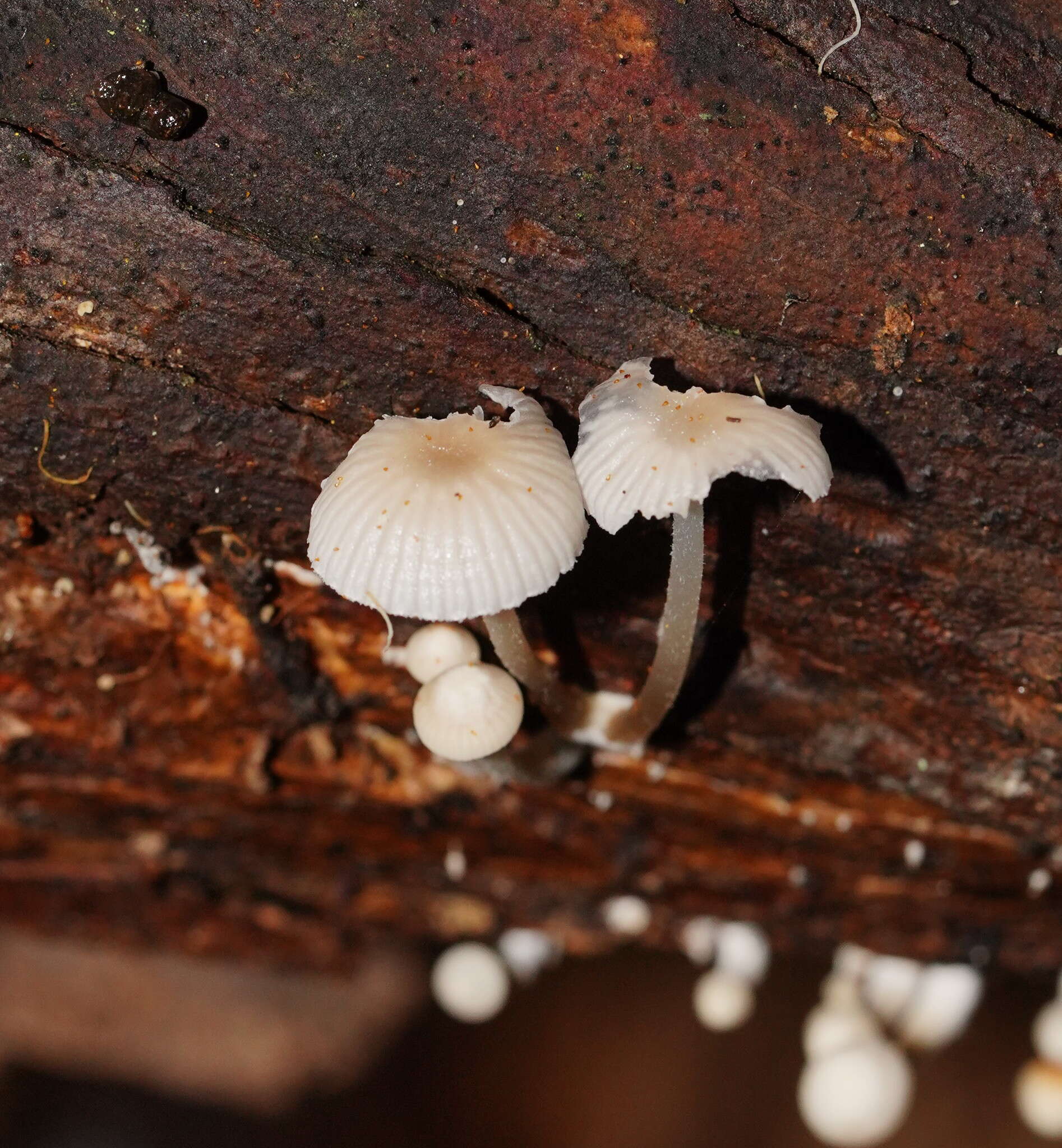 صورة Mycena fumosa Grgur. 2003