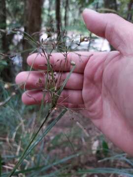 Слика од Exocarya sclerioides (F. Muell.) Benth.