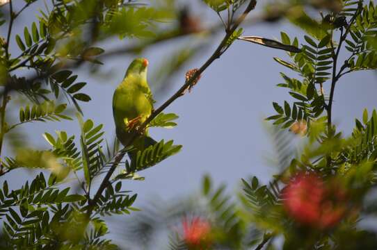 Image of Vernal Hanging Parrot